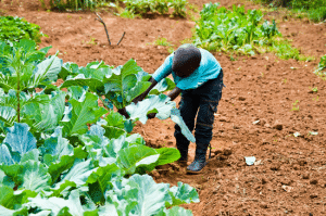 Africa New Life - Keyhole Gardens