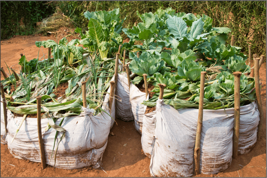 Africa New Life - Keyhole Gardens